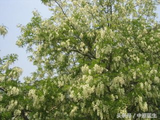 男子摘槐花倒挂树上获救,男子爬树摘果摔伤