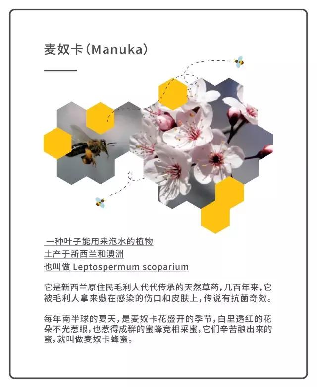 麦卢卡多少钱,麦卢卡为什么贵