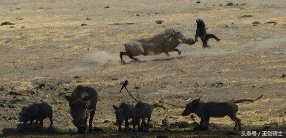 这回糗大了！你们的“扛把子”平头哥竟然被这货干翻了！