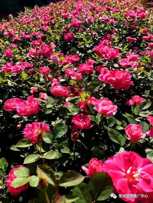 常州花海胜地,常州五月花海尽显美好田园风光