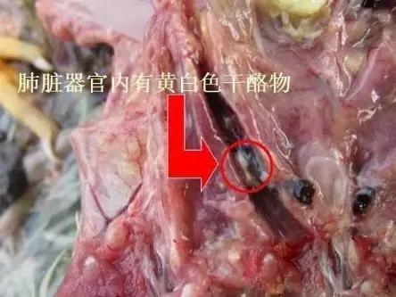 怎么治鸡呼吸道病,鸡呼吸道感染的症状和治疗方法