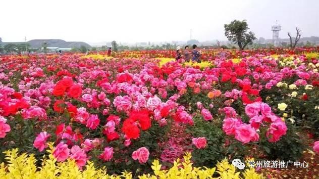 常州花海胜地,常州五月花海尽显美好田园风光