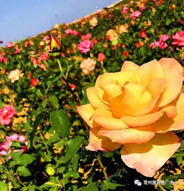 常州花海胜地,常州五月花海尽显美好田园风光