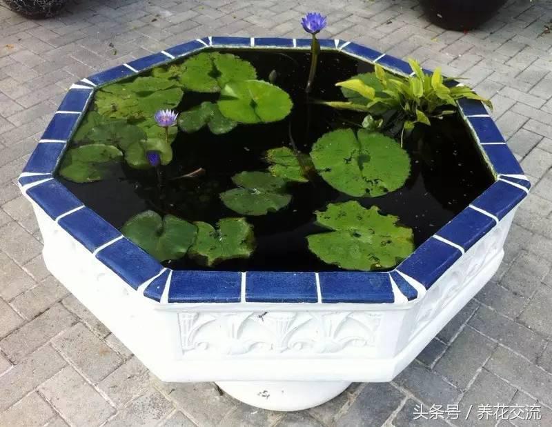 盆栽睡莲种植方法全过程,大睡莲怎样种才会开花多