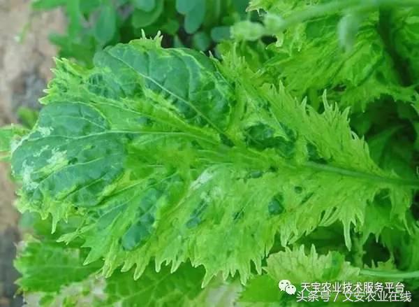 防治大豆病毒病的药剂有哪些,最新病毒病防治药剂