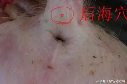 母猪拉稀脱肛怎么治疗,母猪断奶后掉膘严重如何解决