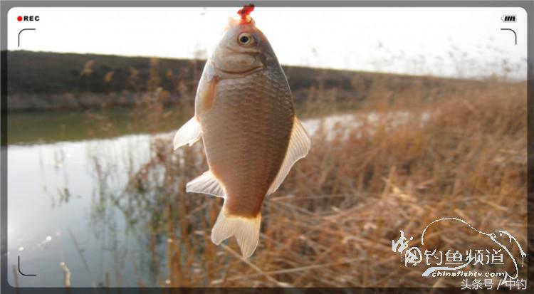 放流才有路亚的乐趣,放流能让资源更丰富