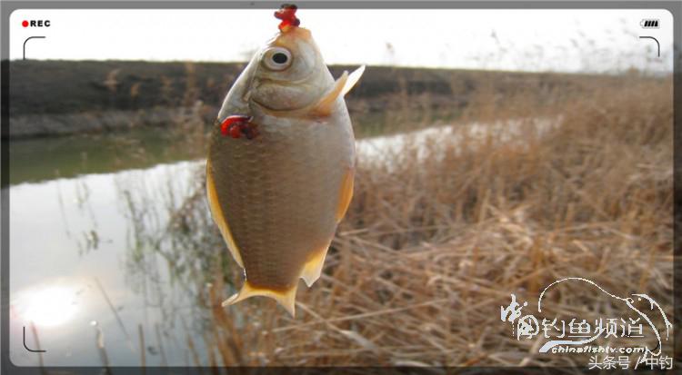 放流才有路亚的乐趣,放流能让资源更丰富