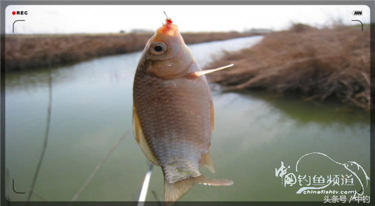 放流才有路亚的乐趣,放流能让资源更丰富