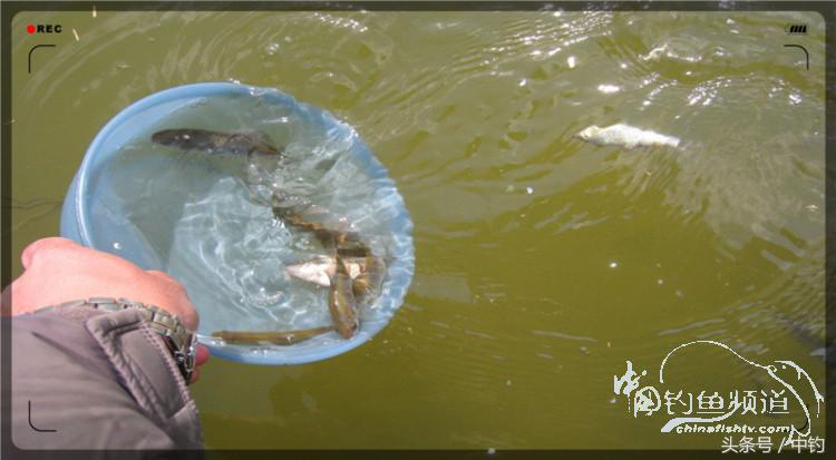 放流才有路亚的乐趣,放流能让资源更丰富