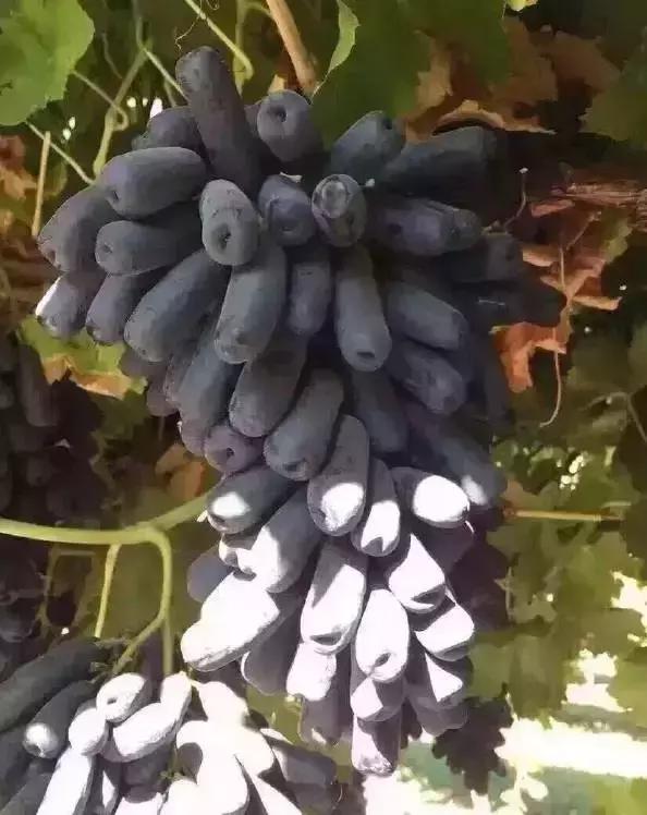 澳洲金手指黑提大概多少钱一斤,澳洲金手指黑提国内能种吗