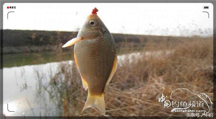 放流才有路亚的乐趣,放流能让资源更丰富