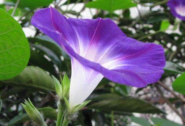 又到牵牛花的季节，它的种子有毒却是一味通三焦的中药