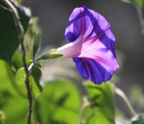 又到牵牛花的季节，它的种子有毒却是一味通三焦的中药