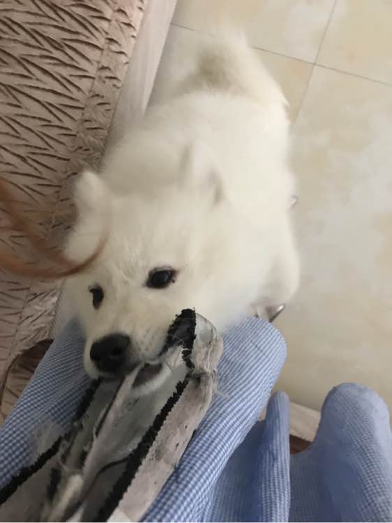 萨摩耶在家乱拉怎么办,萨摩耶随地大小便不给饭吃