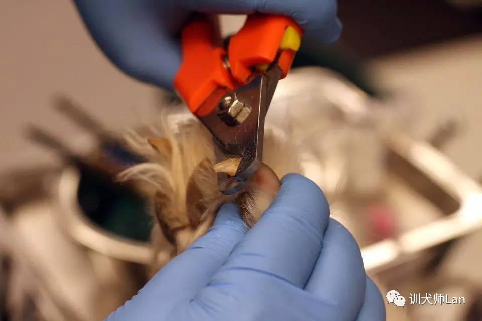 狗狗需要剪脚上毛么,狗狗在宠物店剪毛包含剪指甲吗