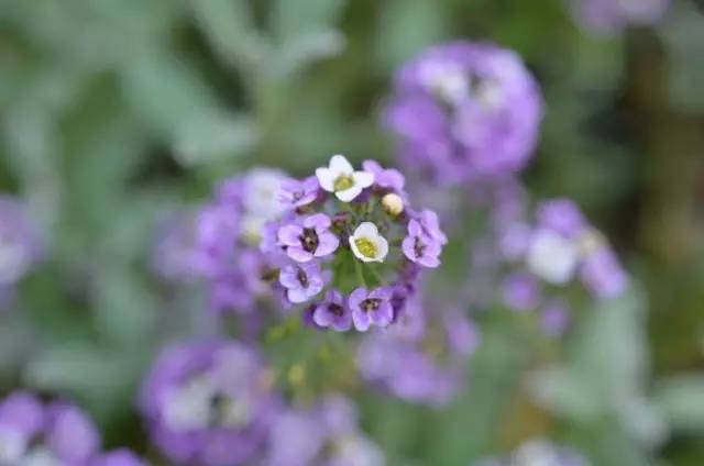 三台山五月盛开的花,5月宿迁三台山开什么花
