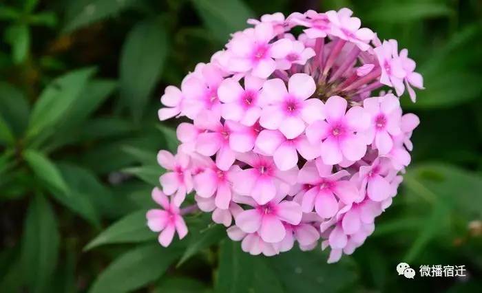 三台山五月盛开的花,5月宿迁三台山开什么花