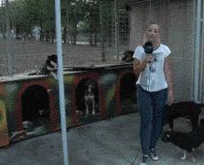 别人家狗尿我身上有什么说法,兽医谈狗尿