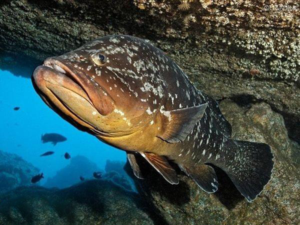 海钓必备的100种钓法,新手海钓怎么钓提高中鱼率