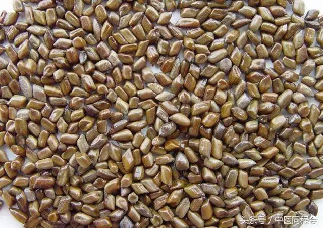 鏄庣湼鍠勭潗缇庣灣,鏄庣湼鍠勭潗娓呬附鑴变織