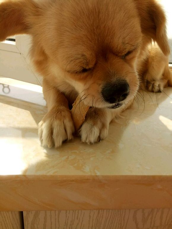 50块钱买的小土狗，得了细小后一周就痊愈了，不比那些名犬低贱