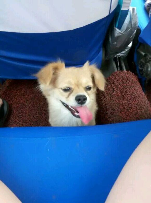 50块钱买的小土狗，得了细小后一周就痊愈了，不比那些名犬低贱