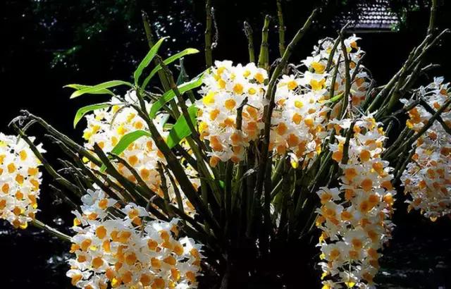 关于铁皮石斛知识,铁皮石斛解密