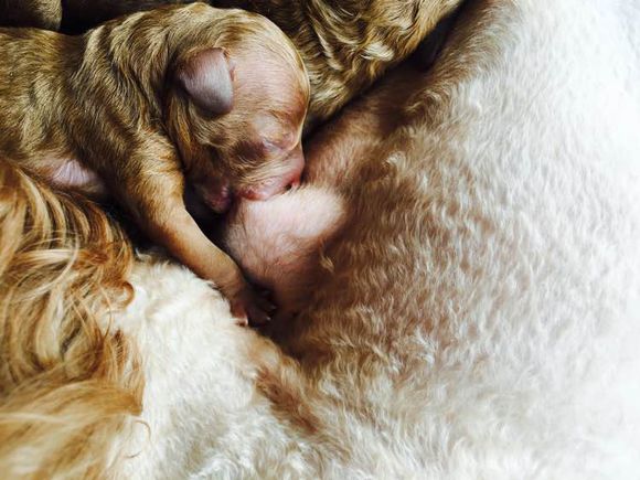 狗狗怀孕40天肚子多大泰迪,怀孕的狗狗生产要多久