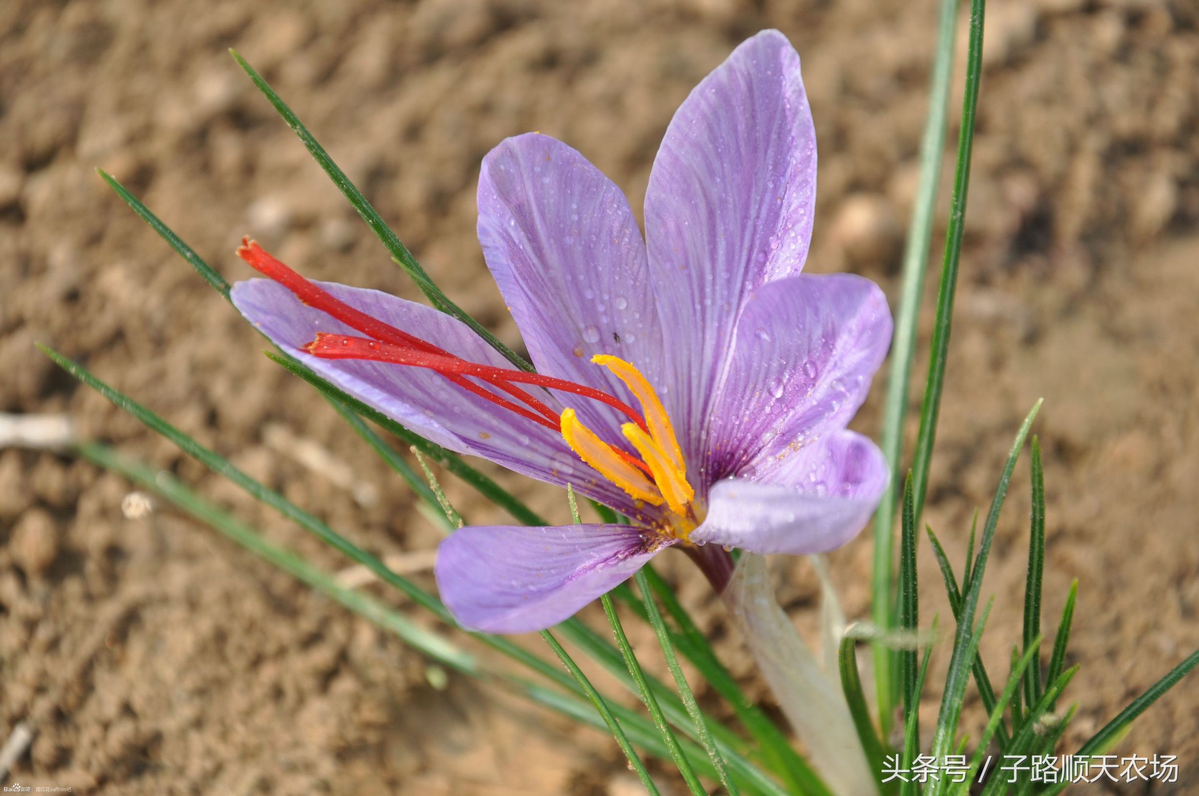 藏红花生长在什么地方最有价值,藏红花哪些省份可以种植