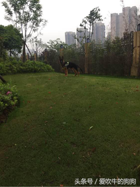 德牧幼犬趴蹄属于什么情况,三个月的幼犬趴蹄啥问题呢