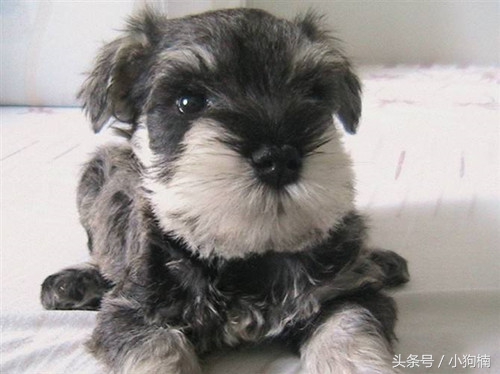 雪纳瑞幼犬吃什么狗粮最好,皇家的雪纳瑞幼犬专用狗粮