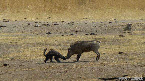 这回糗大了！你们的“扛把子”平头哥竟然被这货干翻了！