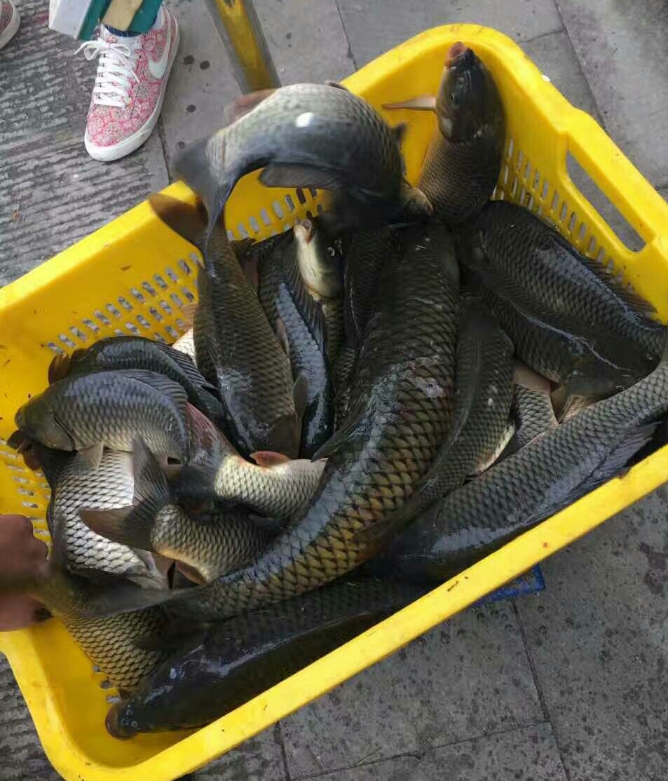 钓鱼时如何选用饵料味型,钓鱼饵料味型重要还是态势重要