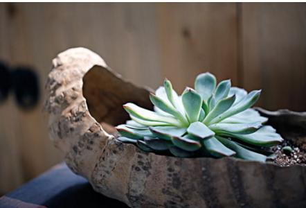 吉娃娃多肉植物有毒吗视频,金钱木多肉植物盆景有毒吗