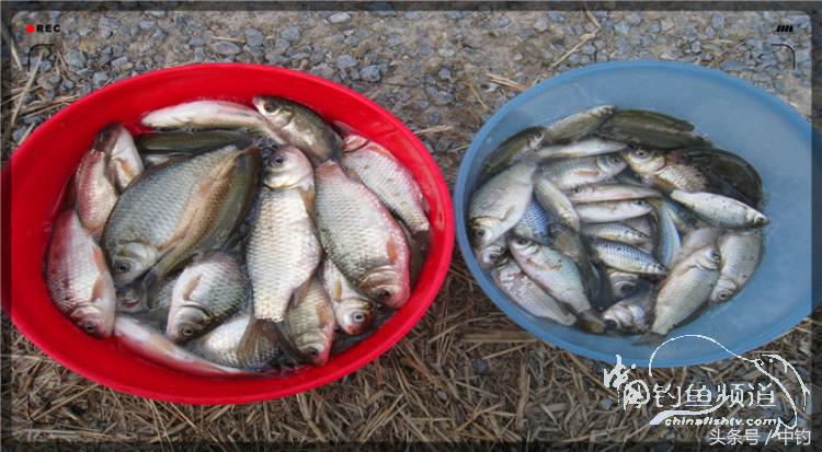 放流才有路亚的乐趣,放流能让资源更丰富