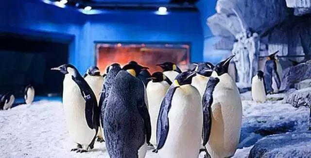 地铁8号线明天会全线开通吗,地铁8号线未来会南延到新机场吗