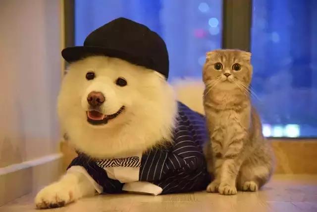 搞人的直播已经腻了，有家直播网站搞起了动物直播