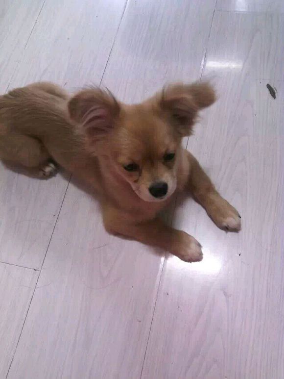 50块钱买的小土狗，得了细小后一周就痊愈了，不比那些名犬低贱