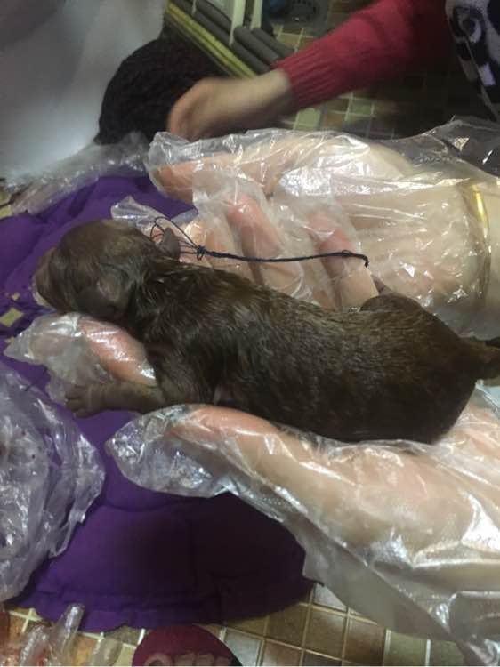 狗狗怀孕40天肚子多大泰迪,怀孕的狗狗生产要多久