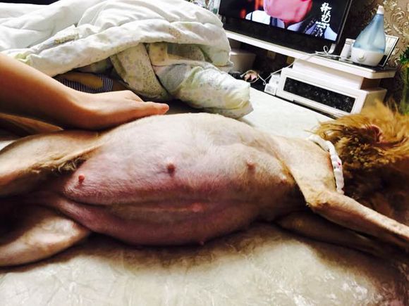 狗狗怀孕40天肚子多大泰迪,怀孕的狗狗生产要多久