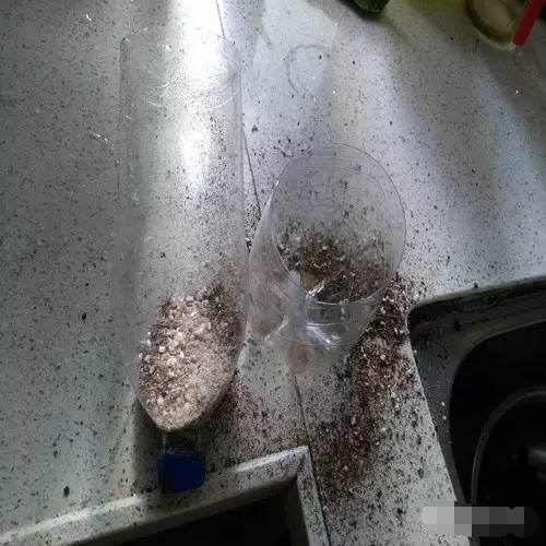 火龙果扦插多久能发芽,第一次种火龙果居然发芽的说说