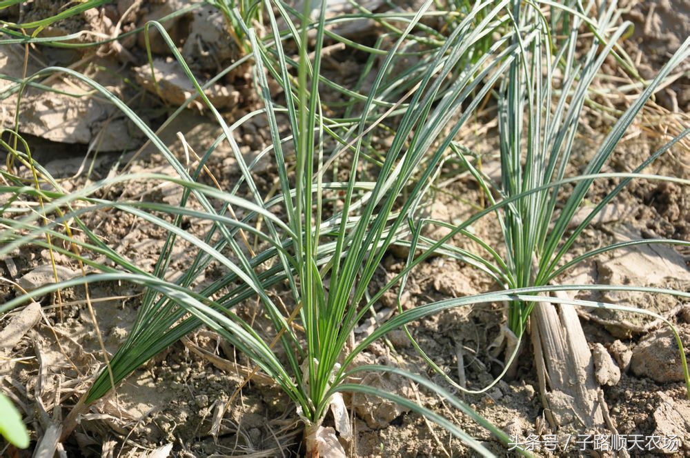 藏红花生长在什么地方最有价值,藏红花哪些省份可以种植