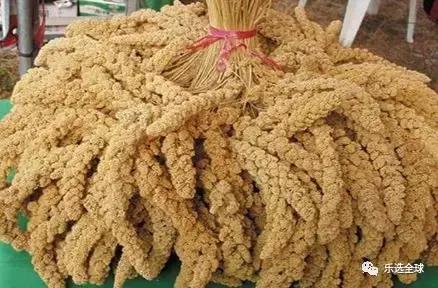 吃小米有什么好处和功效,吃小米的好处和功效与作用