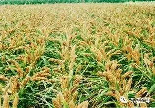 吃小米有什么好处和功效,吃小米的好处和功效与作用