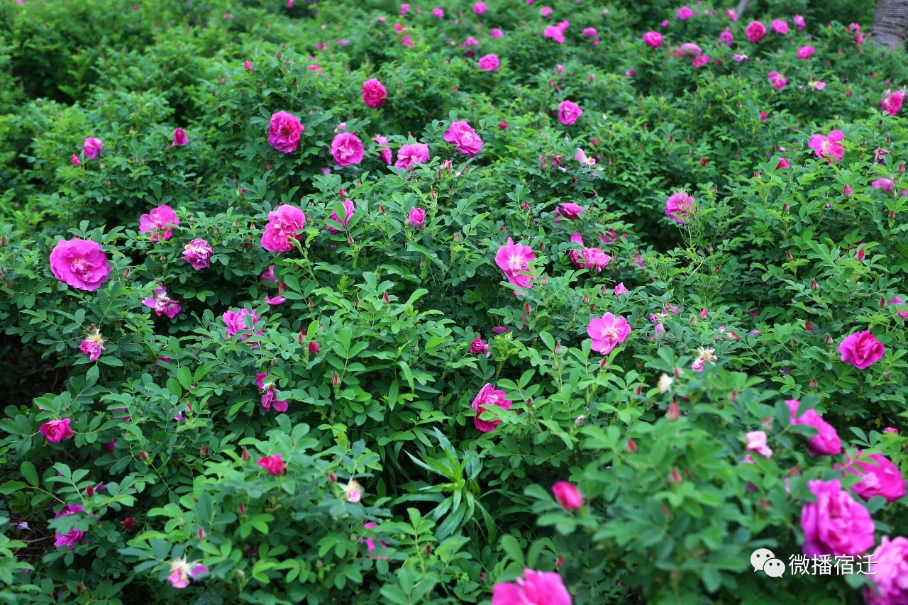 三台山五月盛开的花,5月宿迁三台山开什么花