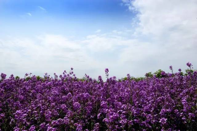 三台山五月盛开的花,5月宿迁三台山开什么花