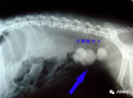 别人家狗尿我身上有什么说法,兽医谈狗尿
