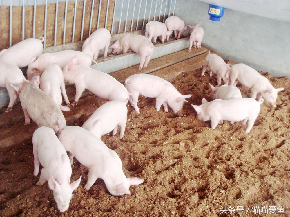 泥鳅养殖亏的一塌糊涂,泥鳅养殖防骗