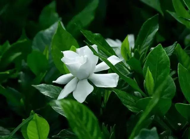 5鏈堜唤鎵︽彃浣曟椂鍙互涓婄泦,澶忓ぉ鎵︽彃鐨勬柟娉曞拰娉ㄦ剰浜嬮」